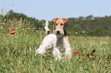 FOX TERRIER 009